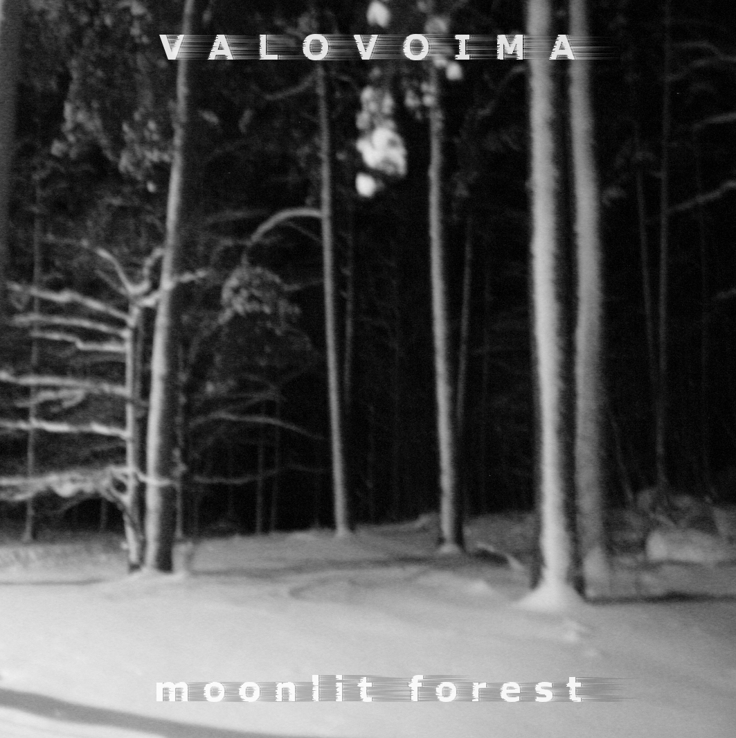 Moonlit forest